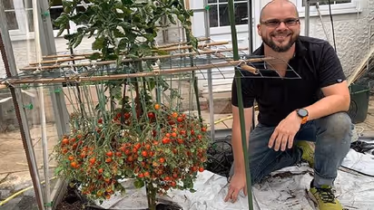 ഒറ്റച്ചെടിയിൽ 1,269 തക്കാളികൾ, ലോകറെക്കോർഡ്!