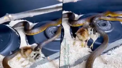 Watch: Snakes fight to consume chickens, find out who wins