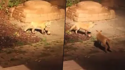Watch: Fox cubs ball play in the garden; cute video will make your day