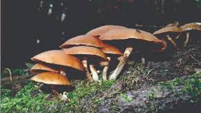 அதிர்ச்சி..! காளான்  சாப்பிட்டு 13 பேர் பலி.. மேலும் ஒரு குழந்தை கவலைகிடம்..