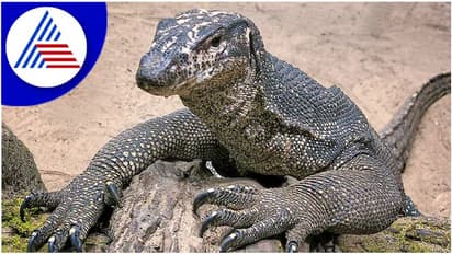 ఛీ..ఛీ.. బెంగాల్ మానిటర్ బల్లిపై సామూహిక అత్యాచారం.. !! నలుగురి అరెస్ట్..!!