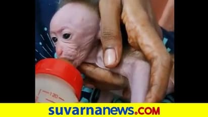 ಮೃತ ತಾಯಿಯನ್ನು ತಬ್ಬಿ ಮಲಗಿದ್ದ ಕೋತಿ ಮರಿಯ ರಕ್ಷಣೆ