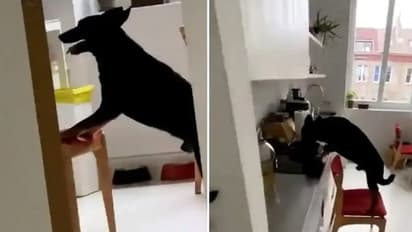 ফাঁকা বাড়ি, চেয়ার টেনে নিয়ে গিয়ে খাবার চুরি করে খেল সারমেয়