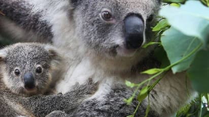 വംശനാശ ഭീഷണി, കൊവാലകളുടെ ബീജം ശീതീകരിച്ച് സൂക്ഷിക്കാമെന്ന് ഗവേഷകർ