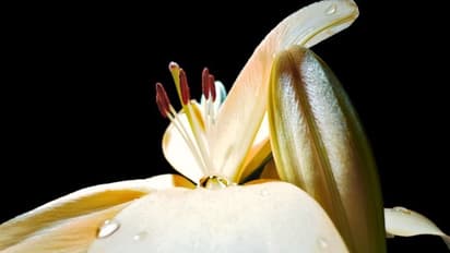 See winning shots of Apple 'Shot on iPhone challenge'; Indian bags spot