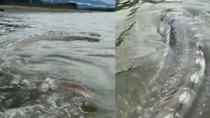 গভীর জল থেকে আচমকা ভেসে উঠল বিশালাকায় প্রাণী, ভিডিও দেখলে গায়ে কাঁটা দেবে