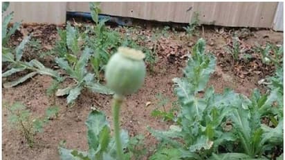 വീട്ടു മുറ്റത്ത് 'പോപ്പി ചെടി' കൃഷി ചെയ്ത പ്രവാസികള് അറസ്റ്റില്