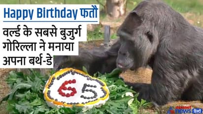 वाह क्या वीडियो है: दुनिया के सबसे बूढ़े गोरिल्ला ने मनाया अपना 65वां Happy birthday, जानिए क्यों है ये फेमस
