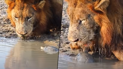Watch: Naughty Turtle troubles a huge Lion while drinking water