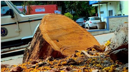 ആശുപത്രി വളപ്പില് നിന്നും മരങ്ങള് മുറിച്ചതില് അന്വേഷണം എങ്ങുമെത്തിയില്ല, ജാമ്യവ്യവസ്ഥ പാലിക്കാതെ മുഖ്യപ്രതി