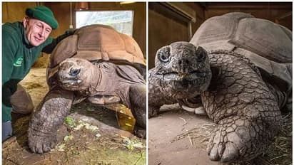 Giant Tortoise :  ഭീമൻ ആമ 105ാം വയസിൽ ചത്തു
