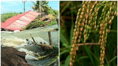 Kuttanad Farmers :  തുടര്‍ച്ചയായി മടവീഴ്ച;നെല്‍കര്‍ഷകന്‍റെ നടുവൊടിക്കുന്നു,രണ്ടാം കുട്ടനാട് പാക്കേജ് ജലരേഖയായി