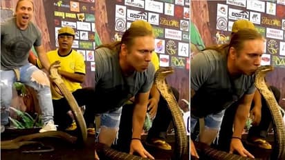 వైరల్ వీడియో.. కింగ్ కోబ్రాకు కిస్సు.. పడగమీద ముద్దుపెట్టి ప్రేమను చాటిన వన్యప్రాణి ప్రేమికుడు.. చూశారంటే..