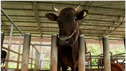 കാമധേനുവിന്‍റെ രണ്ടാംഘട്ടം തുടങ്ങി, കറവപ്പശുക്കളെ നല്‍കുന്ന പദ്ധതി, ഒരുകോടിയിലേറെ ചിലവിടും