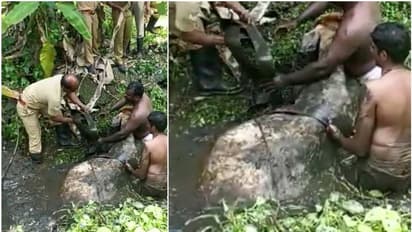 തീറ്റതേടിയെത്തി ചെളിക്കുഴിയിൽ വീണു, പശുവിന്റെ ജീവൻ തിരിച്ചുപിടിച്ച് അഗ്നിരക്ഷാസേന
