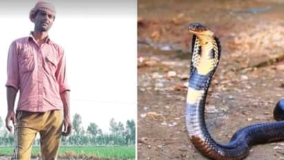 नाग की मौत का बदला लेने के लिए नागिन ने युवक को 7 बार डसा, हर बार बच गया और अब...