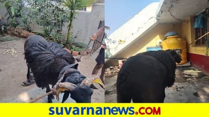 ಕುರಿ ಕಾಳಗದ ಸ್ಫರ್ಧೆಯಲ್ಲಿ ಗೆಲುವಿನ ಓಟ ತಡೆಯಲು ಟಗರು‌ ಕದ್ದ ಕಳ್ಳರು, ಮಟನ್ ಸ್ಟಾಲ್‌ನಲ್ಲಿ ಪತ್ತೆ