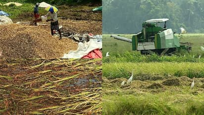 നെൽകർഷകർക്കുള്ള ആനുകൂല്യത്തിന് കാത്തിരിക്കേണ്ടത് വർഷങ്ങൾ; പ്രൊഡക്ഷൻ ബോണസ് മുടങ്ങിയിട്ട് മൂന്ന് വർഷം