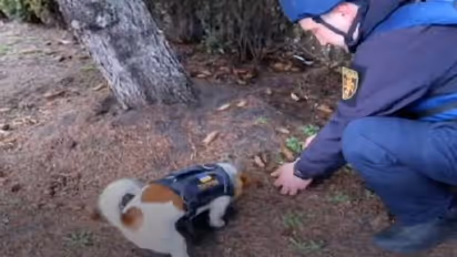 Patron : വെറും നായക്കുട്ടിയല്ല പാട്രോൺ, ഭൂമിക്കടിയിൽ ഒളിപ്പിച്ച മാരകസ്ഫോടകവസ്തുക്കൾ കണ്ടെത്തുന്ന പോരാളി!