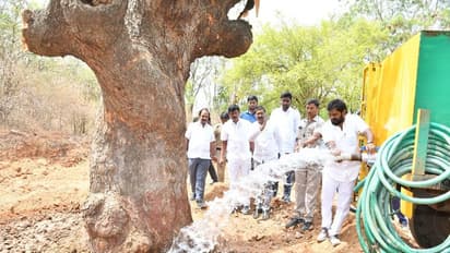 మహబూబ్‌నగర్ : 100 ఏళ్ల నాటి వృక్షరాజాల్ని కాపాడుకోవాలనే తపన, ఫలించిన అధికారుల కృషి