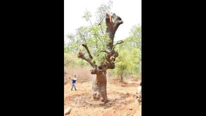 जब 100 साल पुराने पेड़ को दूसरे जगह ले जाकर किया गया रोपण
