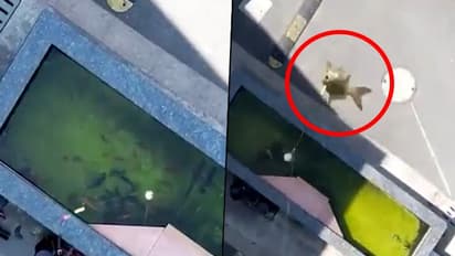 People catching fish using drones amid lockdown in Shanghai has gone viral; watch