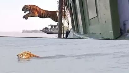 Tiger makes an incredible jump into the sea during its release in Sundarbans; watch