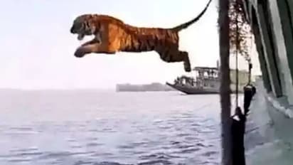 नहीं देखी होगी कभी टाइगर की ऐसी छलांग, इंटरनेट की दुनिया में छा गया ये वीडियो