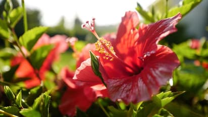 ಗಂಡ ಹೆಂಡತಿ ವೈಮನಸ್ಯ ತೊಲಗಿಸಿ, ಅದೃಷ್ಟದ ಬಾಗಿಲೂ ತೆರೆಸುತ್ತೆ ದಾಸವಾಳ!