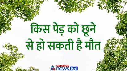 Tricky Questions: किस पेड़ को छूने के बाद हो सकती है इंसान की मौत, जानें इस सवाल का जवाब