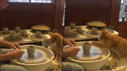 Curious cat analysing how to make a pot; watch the adorable video