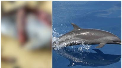 പൂന്തുറയിൽ വലയിൽ കരുങ്ങിയ ഡോള്ഫിനെ മുറിച്ച് വിൽപ്പനക്ക് ശ്രമം; തടഞ്ഞ് പൊലീസ്, കേസെടുത്തു