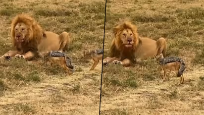Baby hyenas approach a lion feasting on its prey; here’s what happened next