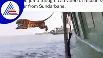 ದೋಣಿಯಿಂದ ಜಿಗಿದು ಈಜಿದ ಹುಲಿ : ವಿಡಿಯೋ ವೈರಲ್