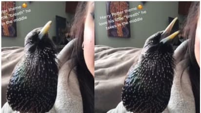 Viral Video : മനോഹരമായി പാട്ട് പാടി പക്ഷി; വീഡിയോ കാണാം