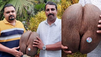 ലക്ഷം രൂപ വിലവരുന്ന 'കോകോഡിമെർ' വിത്ത് ഇനി മലപ്പുറത്തും