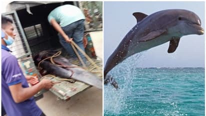 വലയിൽ കുടുങ്ങിയ ഡോൾഫിനെ കൊന്ന് വിൽക്കാൻ ശ്രമം; രണ്ടുപേർ പിടിയിൽ