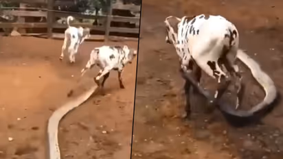 Giant python attacks calf, latches its leg; Here’s what happened next