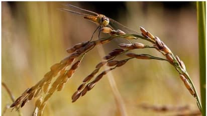 Pathamudayam 2023 : പത്താമുദയ ദിവസം ഏത് ശുഭകാര്യം തുടങ്ങാനും ഉത്തമം ; അറിയാം ചിലത്