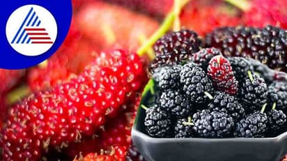 మల్బరీ పండ్లను రోజూ తింటే ఈ రోగాలు దూరం..!