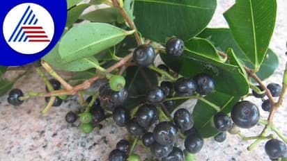 ಬಾಲ್ಯವೆಂಬ ಗೋಲ್ಡನ್ ಡೇಸ್, ಕುಂಟಲ ಹಣ್ಣಿನ ಮಧುರ ನೆನಪುಗಳು!