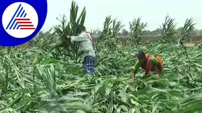 ಅಕಾಲಿಕ ಮಳೆಗೆ ನೆಲಕಚ್ಚಿದ ಮೆಕ್ಕೆಜೋಳ: ಕೋಟೆನಾಡಿನ ರೈತರ ಬದುಕು ಅತಂತ್ರ