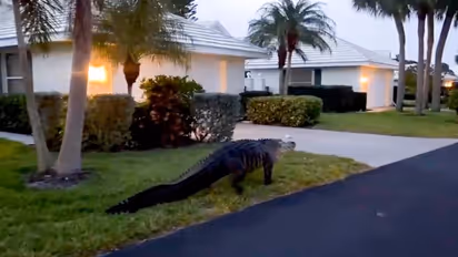 Watch: Giant alligator takes tour on Florida streets on Easter weekend; leaves netizens horrified