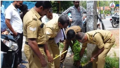 കരുനാ​ഗപ്പള്ളി റോഡരികിൽ കഞ്ചാവുചെടി; വേരോടെ പിഴുത് എക്സൈസ് -വീഡിയോ
