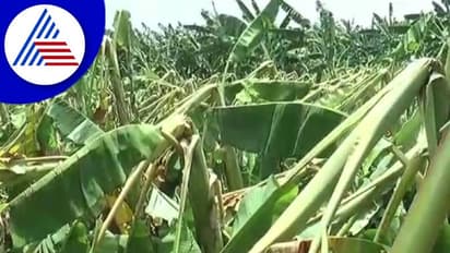 ಬಿರುಗಾಳಿ ಸಹಿತ ಧಾರಾಕಾರ ಮಳೆಗೆ ನೆಲಕಚ್ಚಿದ ಬಾಳೆ: ಮೂರಾಬಟ್ಟೆಯಾದ ರೈತನ ಬದುಕು