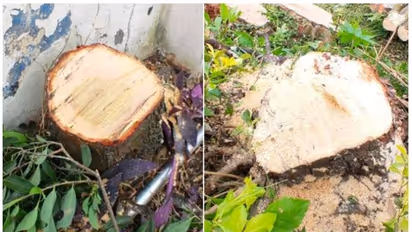 രാമക്കൽമേട്ടിൽ ചന്ദനമോഷണം, 15 മരങ്ങൾ മുറിച്ചുകടത്തി 