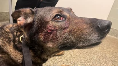 కుక్కను కరిచిన మనిషి.. కొన్ని గంటల పాటు అక్కడంతా గందరగోళం.. అసలేం జరిగిందంటే ?