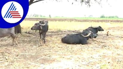 Belagavi ರಣಬಿಸಿಲಿಗೆ  ಹೈರಾಣ ಜಾನುವಾರುಗಳ ಮೂಕ ರೋಧನ!  