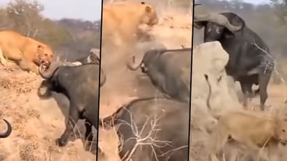 Watch: Heard of wild buffaloes attack lioness; here's what happened next