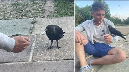 कौवे ने लिया पहला कश तो हुआ ये हाल, इसके बाद लगी ऐसी लत रोज आकर छीनकर पीने लगा सिगरेट